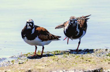 Ruddy Turnstone bird on a white sandy beach in Florida clipart