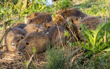 Doğal bir yaşam alanında Nutria (Myocastor coypus)