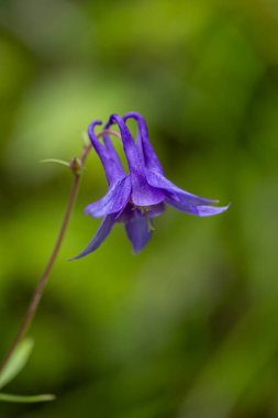 Bulgarian Columbine flower is endemic species clipart