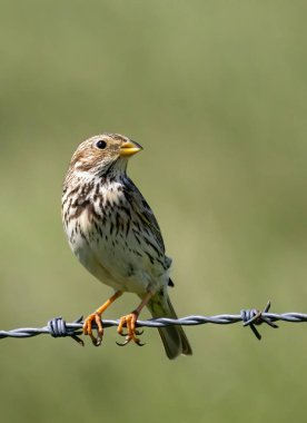 Mısır Bunting doğal yaşam alanında