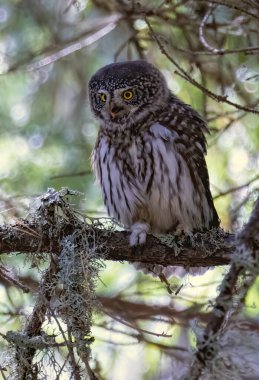 Pigme Baykuşu (Glaucidium passerinum) doğal bir yaşam alanında