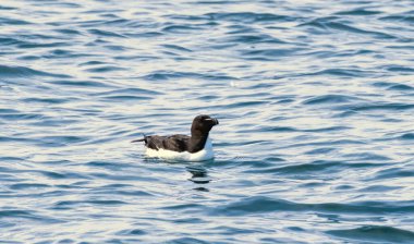 Razorbill on the cliffs in RSPB Bempton Cliffs reserve clipart