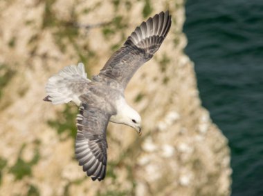 Kuzey Fulmar, Bempton kayalıkları, İngiltere 'de üreyen kayalar üzerine