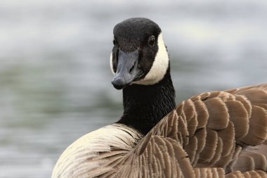 Canada Goose (Branta canadensis) kapat