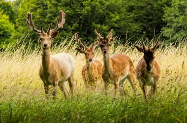 Fallow Deer (Dama dama) Richmond Park, Londra, İngiltere