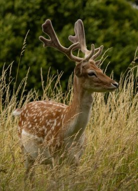 Fallow Deer (Dama dama) Richmond Park, Londra, İngiltere