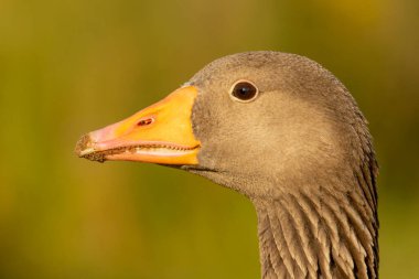 Graylag kazları (Anser anser) doğal yaşam ortamında