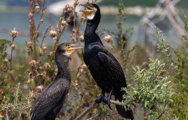 Doğal ortamdaki Büyük Karabatak (Phalacrocorax carbo)