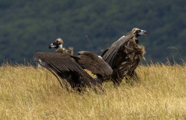 Beslenme istasyonunda oturan sinemalı akbaba