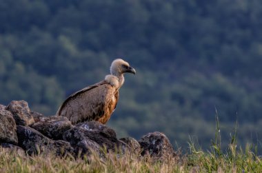 Griffon Vulture (Gyps fulvus) on feeding station clipart