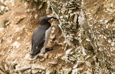 Guillemot on the cliffs in RSPB Bempton Cliffs reserve clipart