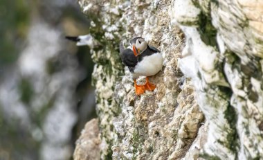 Atlantic Puffin on breeding rocks of Bempton cliffs, UK clipart