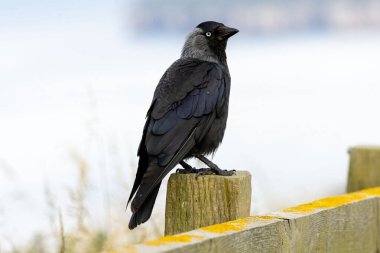 Karga (Corvus monedula) doğal bir yaşam alanında