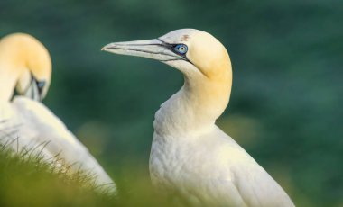 Kuzey Sümsük kuşu İngiltere 'deki Bempton kayalıklarında üreyen kayalar üzerine.