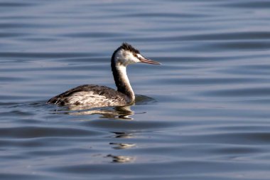 Great Crested Grebe (Podiceps cristatus) clipart