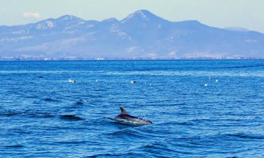 Bottle-nosed Dolphins in Amvrakikos Gulf, Greece clipart