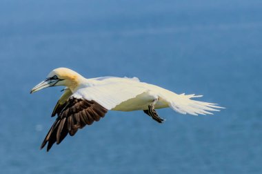 Kuzey Sümsük kuşu İngiltere 'deki Bempton kayalıklarında üreyen kayalar üzerine.