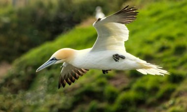 Kuzey Sümsük kuşu İngiltere 'deki Bempton kayalıklarında üreyen kayalar üzerine.