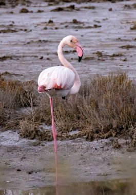 Kerkini Gölü 'nden Büyük Flamingo