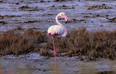 Greater Flamingo of Lake Kerkini clipart