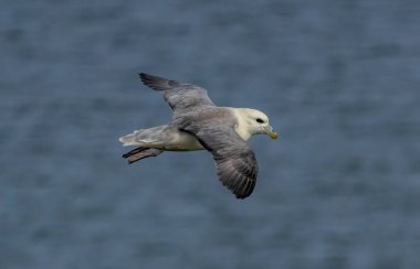 Northern Fulmar on breeding rocks of Bempton cliffs, UK clipart