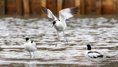 Pied Avocet (Recurvirostra avosetta) in a natural habitat clipart