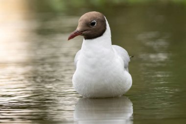 Siyah başlı martı (Chroicocephalus ridibundus) doğal bir yaşam alanında