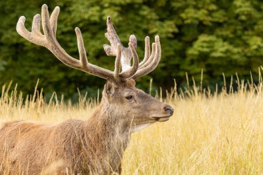 Kızıl geyik (Cervus elaphus) Richmond Park, Londra, İngiltere