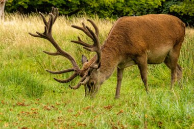 Kızıl geyik (Cervus elaphus) Richmond Park, Londra, İngiltere