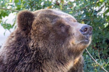 Brown Bear close up portrait in the nature clipart