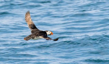 Bempton kayalıkları üzerinde Atlantik Martısı, İngiltere