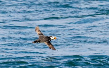 Bempton kayalıkları üzerinde Atlantik Martısı, İngiltere