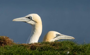 Northern Gannet on breeding rocks of Bempton cliffs, UK clipart