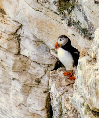 Bempton kayalıkları üzerinde Atlantik Martısı, İngiltere