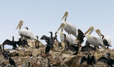 Great Cormorant (Phalacrocorax carbo), Grey Heron and Dalmatian Pelicanin natural habitat clipart