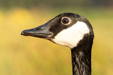 Canada Goose (Branta canadensis) kapat