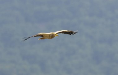 Egyptian vulture in natural habitat in Bulgaria clipart