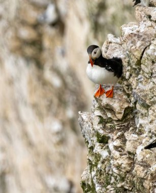 Atlantic Puffin on breeding rocks of Bempton cliffs, UK clipart