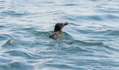 RSPB Bempton Kayalıkları 'ndaki kayalıklarda Razorbill