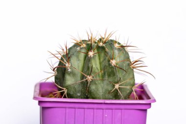 Succulent cactus isolated on white background clipart