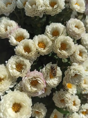 Bahçede büyüyen güzel beyaz kasımpatı