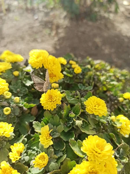 花壇の黄色と白の菊 — ストック写真