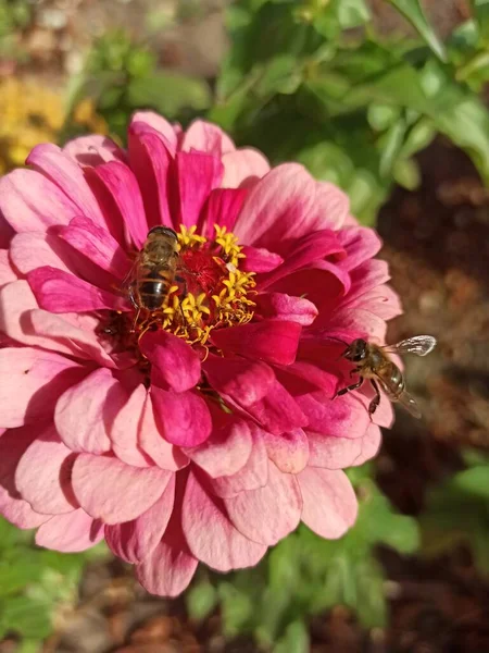 地面に蜂が座っている美しいピンクと黄色の蝶 — ストック写真