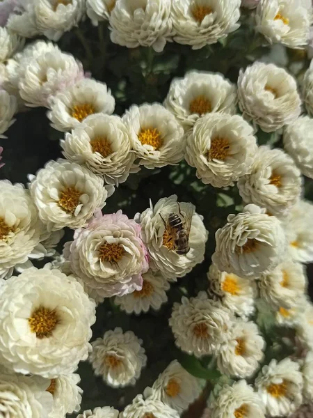 Schöne Weiße Chrysantheme Die Garten Wächst — Stockfoto