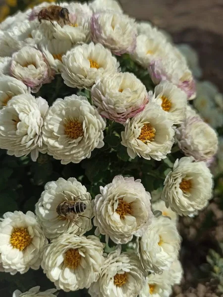 Close Beautiful White Chrysanthemums — Stock Photo, Image