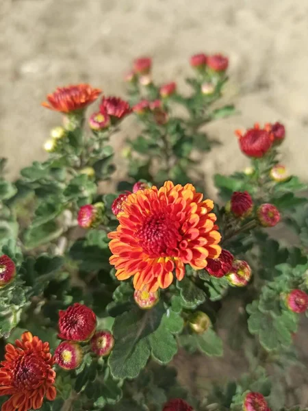 Bahçedeki güzel çiçekler
