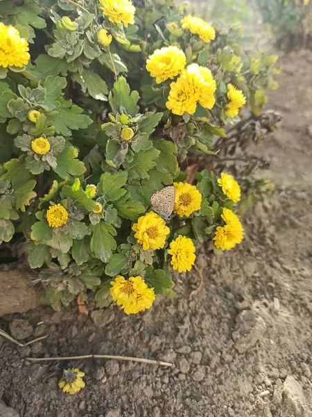 Żółte Kwiaty Ogrodzie — Zdjęcie stockowe