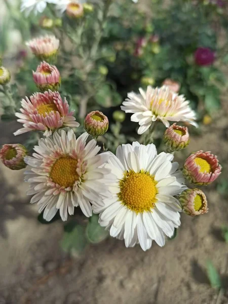 Schöne Weiße Chrysantheme Die Garten Wächst — Stockfoto