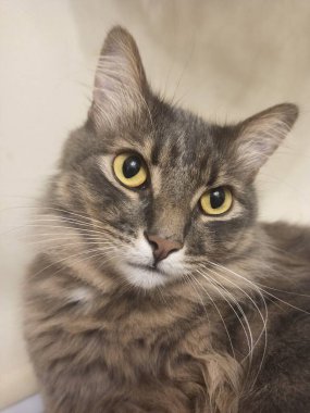 Şirin bir kedinin portresi