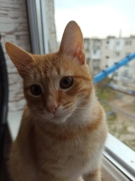 Kırmızı Kedi Pencere Kenarında Oturur Güneşin Tadını Çıkarır — Stok fotoğraf